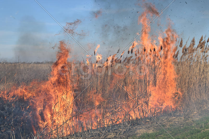 Burning dry grass and reeds. Cleaning the fields and ditches of the thickets of dry grass