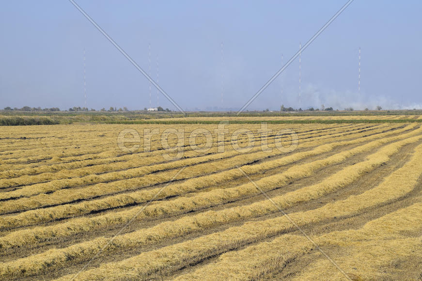 Уборка риса на полях. Скошенный рис в поле.
