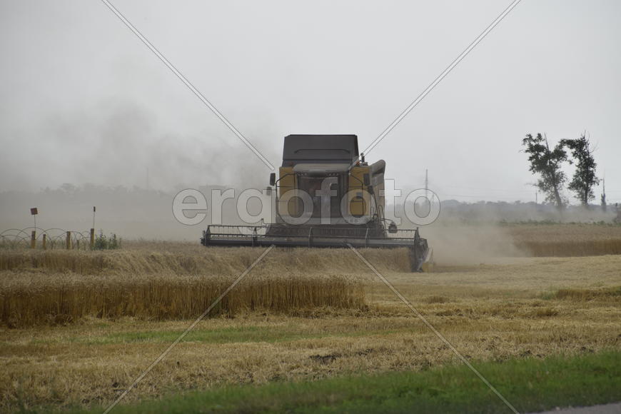 Russia, Temryuk - 01 July 2016: Kombain collects on the wheat crop. Agricultural machinery in the fi