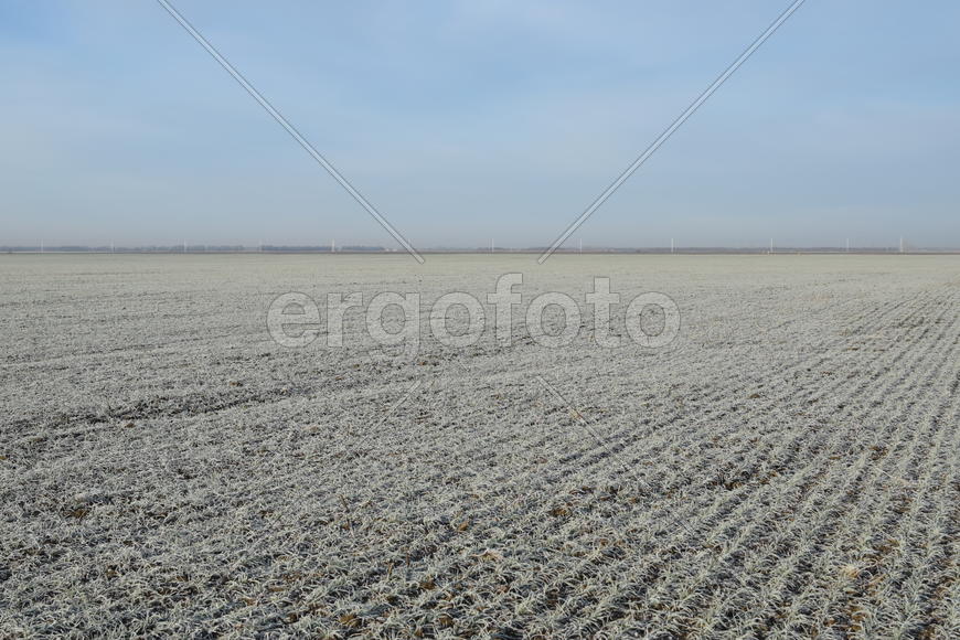 Field of winter wheat. Hoarfrost on foliage of sprouts of wheat