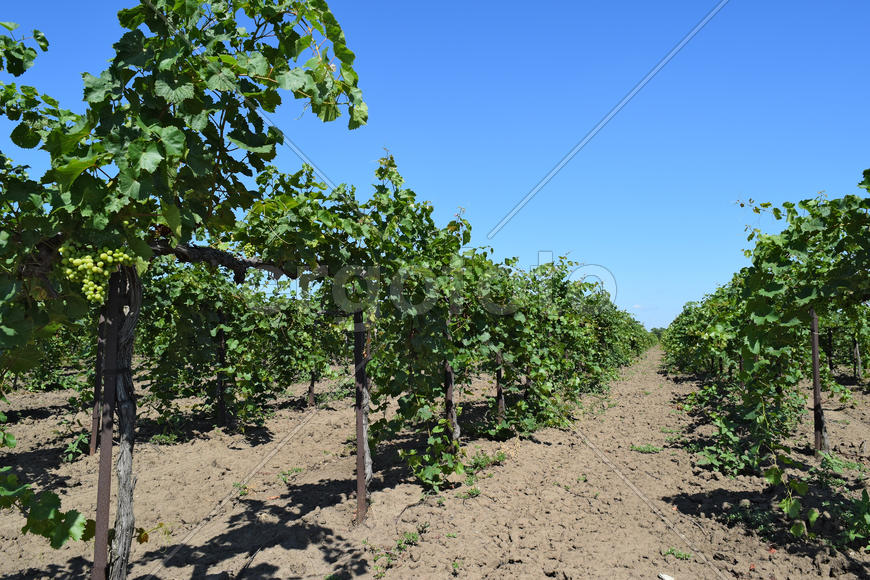 The grape gardens. Cultivation of wine grapes at the Sea of Azov