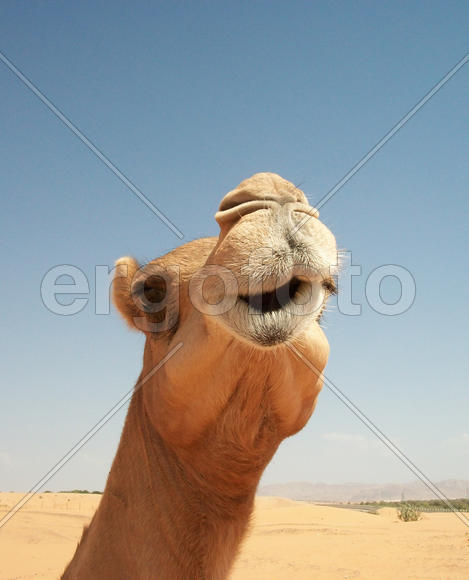 Camels in the desert. Filming of camels during a trip to the Emirates