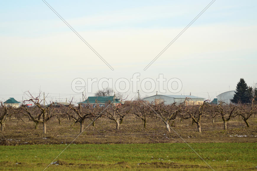 Cropped trees in the apple orchard. Care orchard, pruning trees