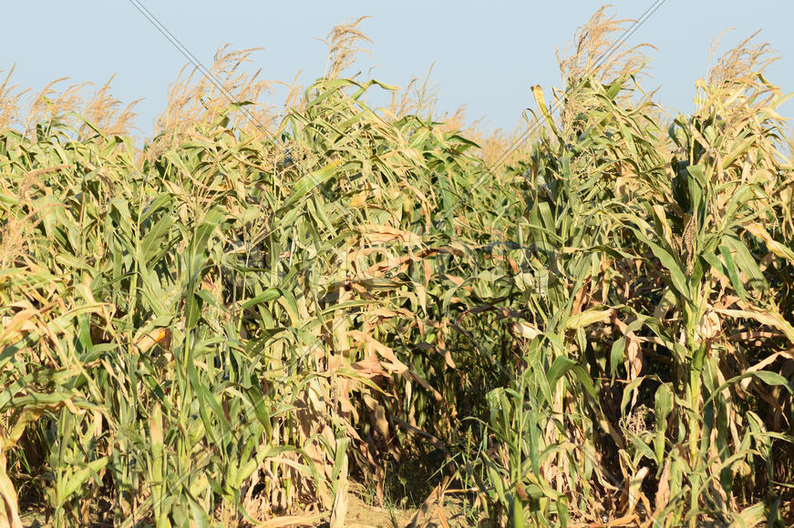 The corn field. Forage crops, cultivation of corn on a silo