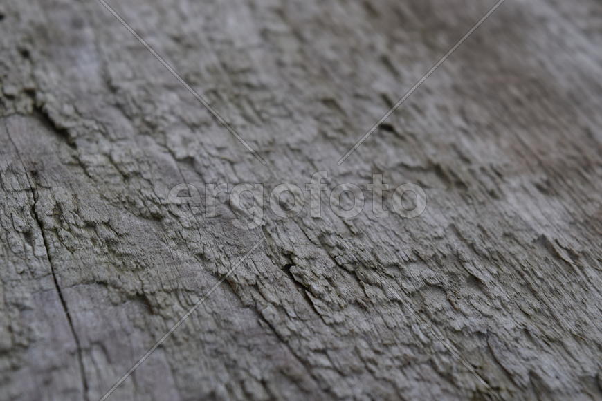 The Fir tree branch background close up