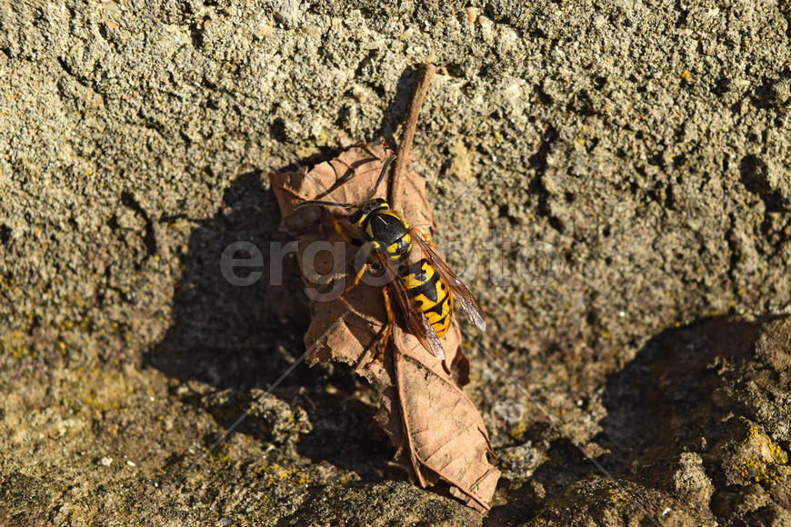 The female wasp common after hibernation. Wasp basking in the sun
