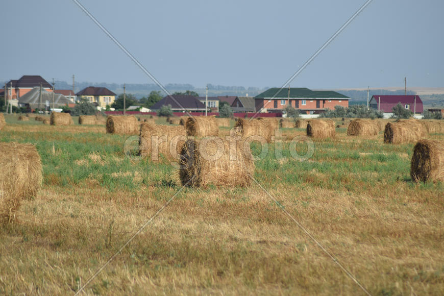 The Haystacks in the field. Summer haymaking