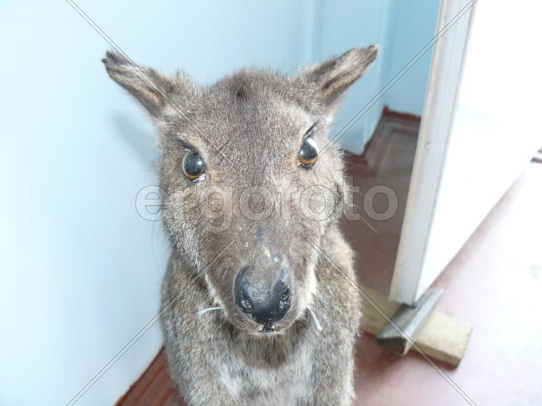 Kangaroo in the human dwelling. Animal look