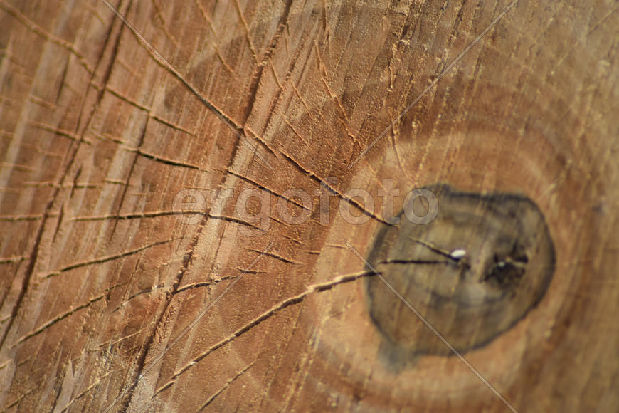 Texture of a saw cut of a log. The sawn tree and its year rings