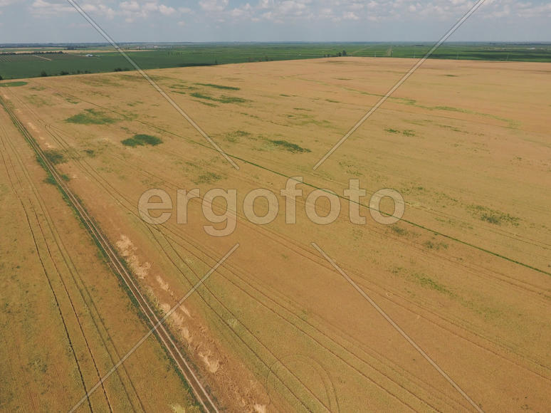Field of ripe wheat. Growing crops in the fields. View from above.