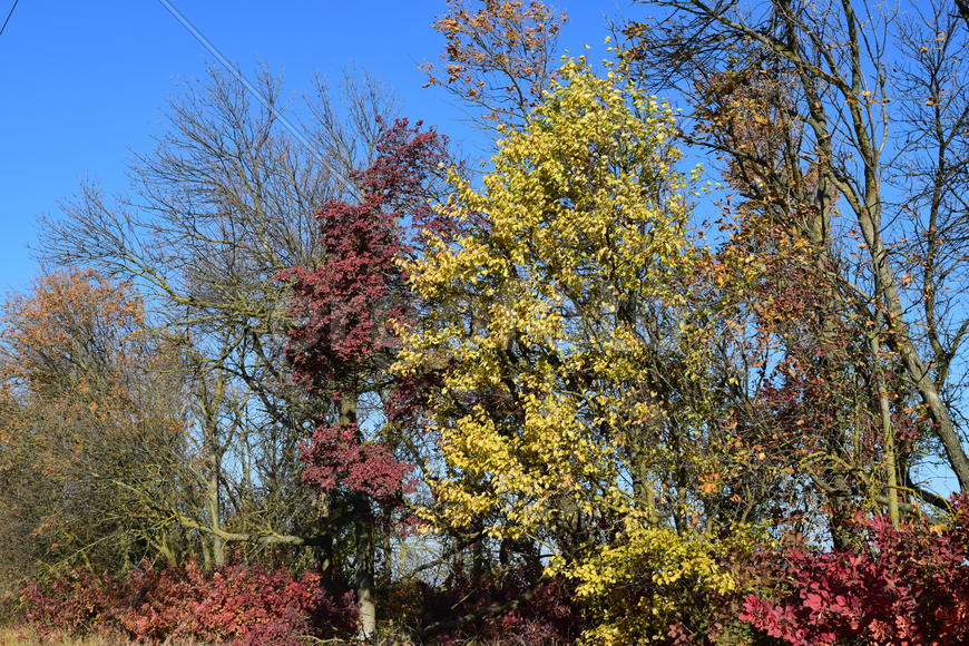 Color of leaves of cotinus coggygria and wild apricot. Trees in a forest belt in the fall