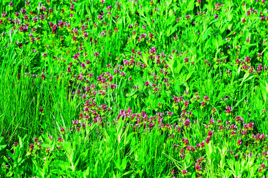 Lamium purpureum blooming in the garden. Medicinal plants
