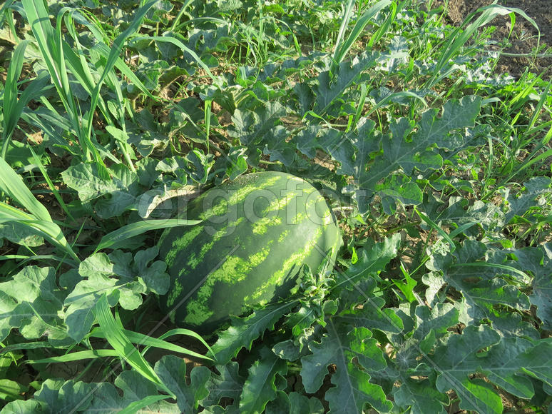 The growing water-melon in the field. Cultivation of melon cultures