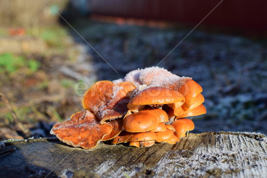 Orange mushrooms on a stub. New life on dead wood