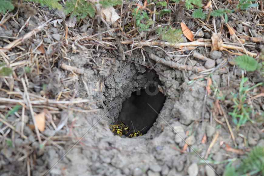 Log into the slot vespula vulgaris. Wormhole leading to the hornet's nest in the ground