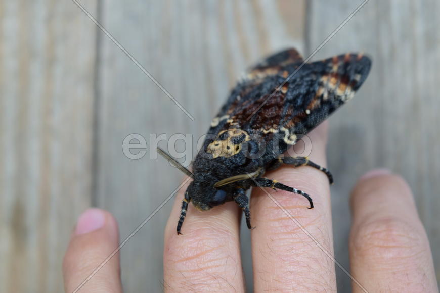 Dead head. The large massive butterfly belonging to family of brazhnik. Night insect