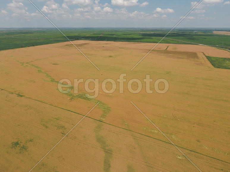 Field of ripe wheat. Growing crops in the fields. View from above.