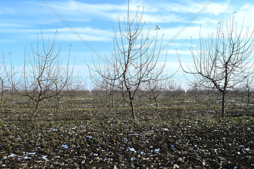 Young apple orchard. Growing and Caring for orchard of apple trees