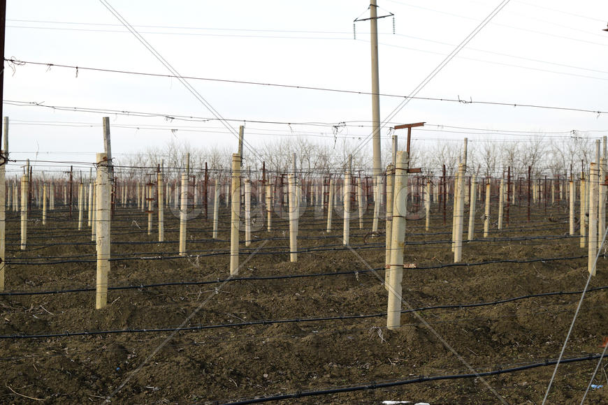 Young vineyard field. Poles and wires for the garter vine