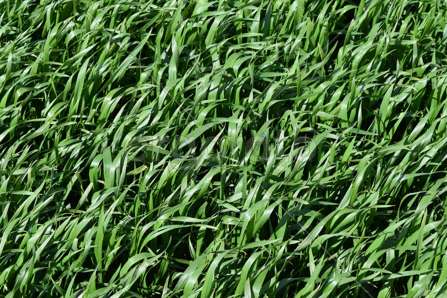 Field of young green barley. A background from a green spring field of winter grain crops