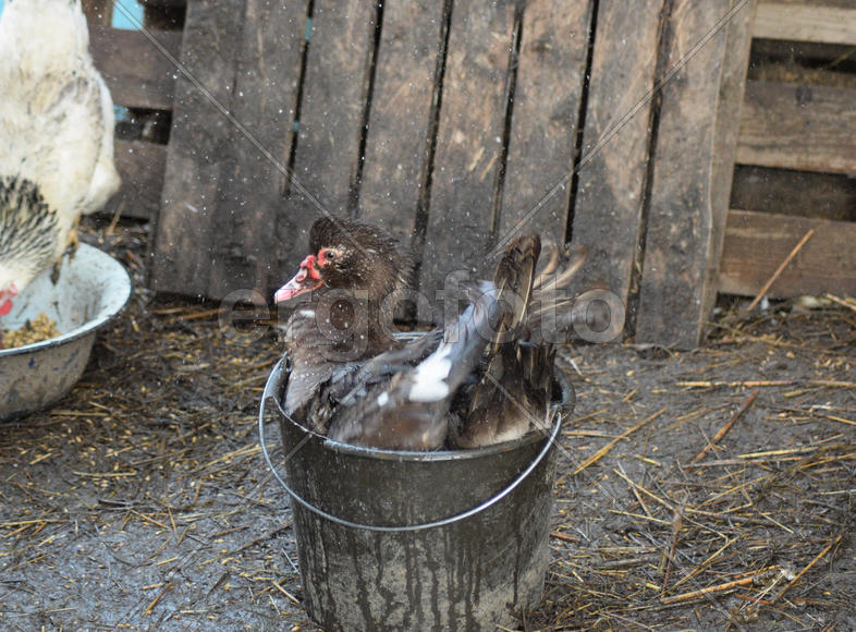 Musky duck bathes in a bucket of water. The maintenance of musky ducks in a household