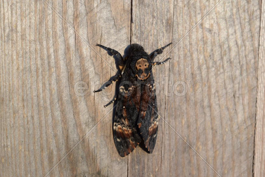 Dead head. The large massive butterfly belonging to family of brazhnik. Night insect