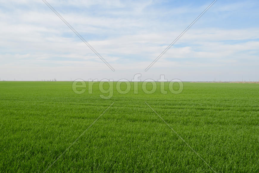 Поле молодой пшеницы весной. Ландшафт поля и небо.