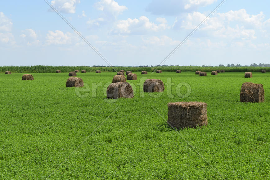 Haystacks rolled up in bales of alfalfa. Forage for livestock in winter