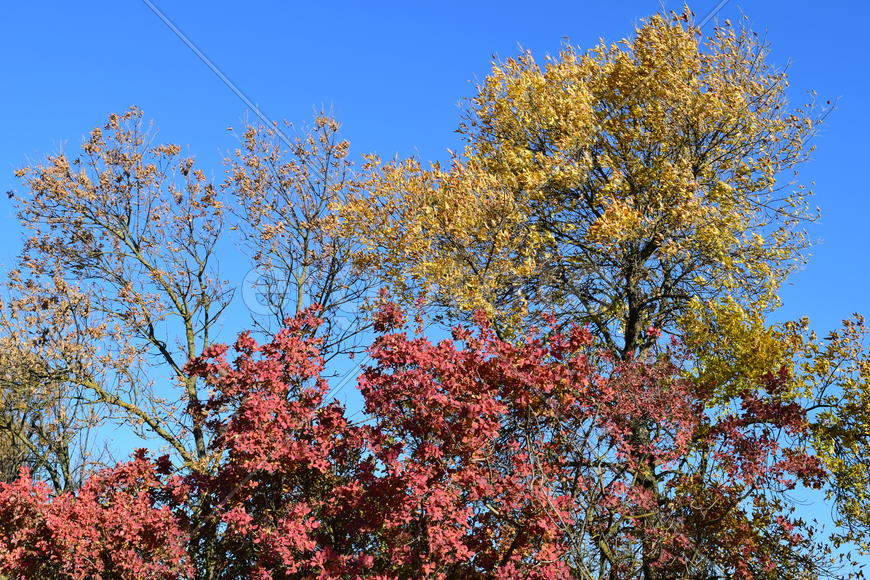 Color of leaves of cotinus coggygria and wild apricot. Trees in a forest belt in the fall