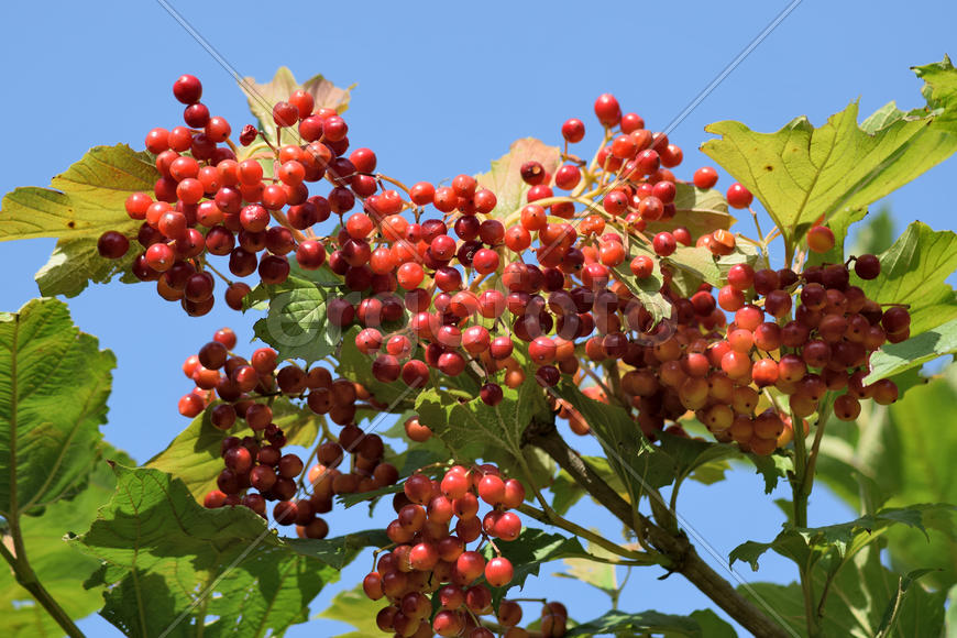 Ripen bunches of Viburnum berries on the branch. The branch of viburnum against the sky