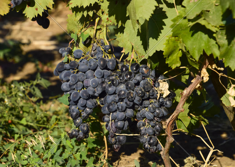 Виноградные сады. Выращивание винограда на Азовском море.