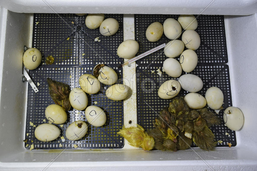 Hatching of eggs of ducklings of a musky duck in an incubator. Cultivation of poultry