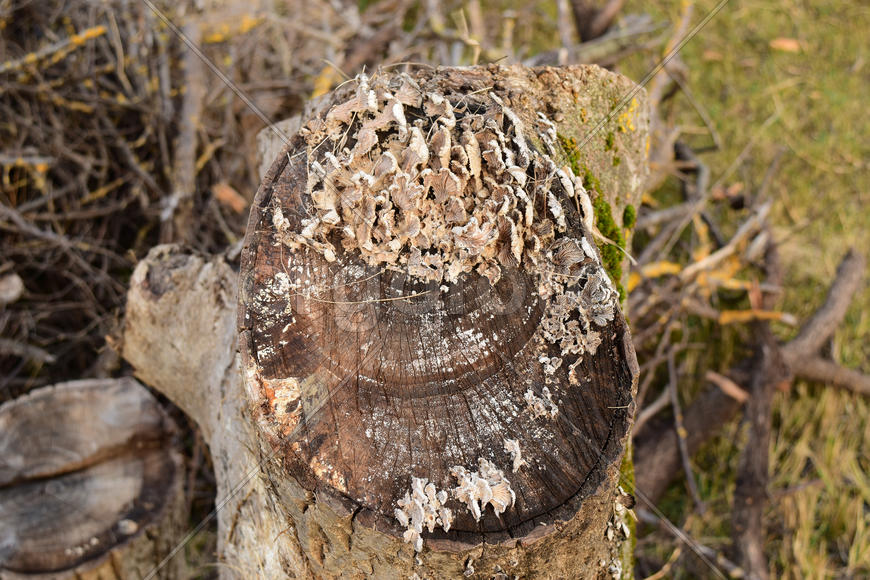 Plate mushrooms on a tree stump. Mushrooms feed on decaying wood