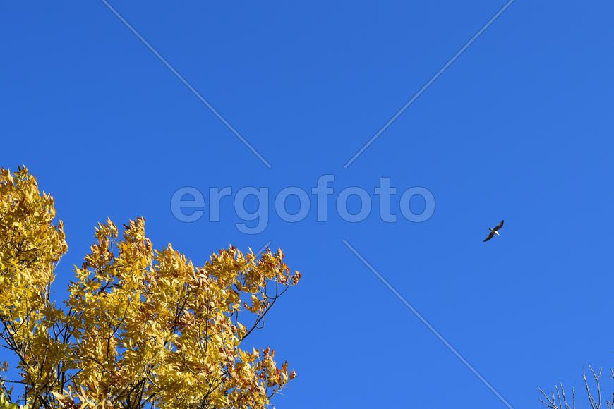Fraxinus excelsior and tea against the blue sky. Autumn landscape