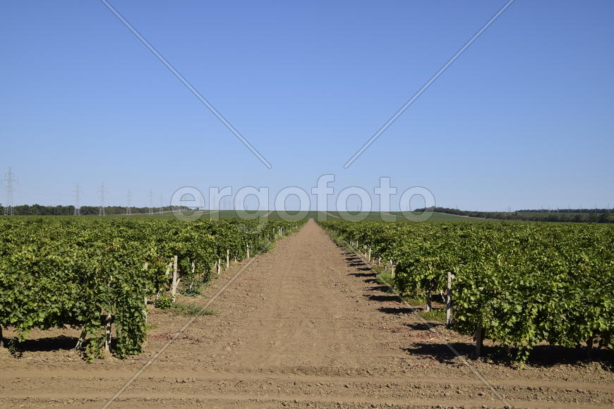 Виноградные сады. Выращивание винограда на Азовском море.
