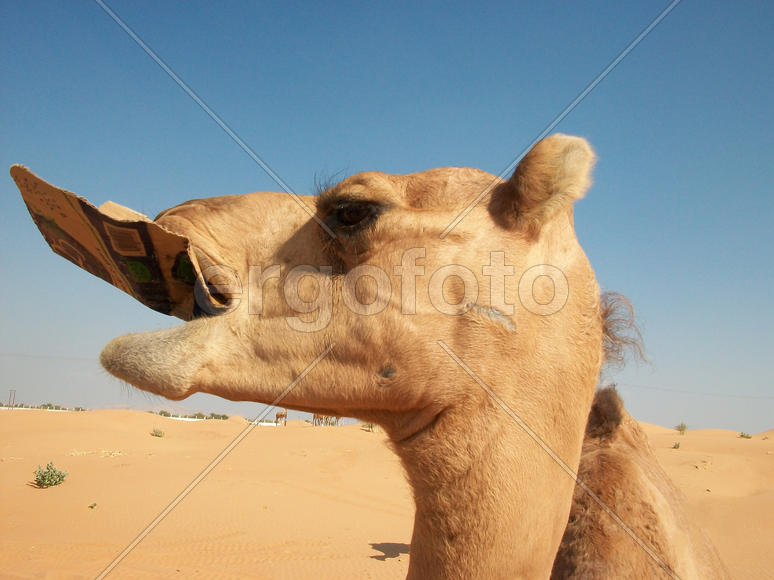 Camels in the desert. Filming of camels during a trip to the Emirates