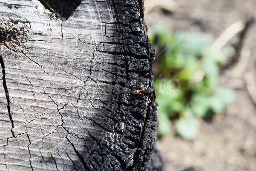 Ant on the charred stump. Nature after the fire