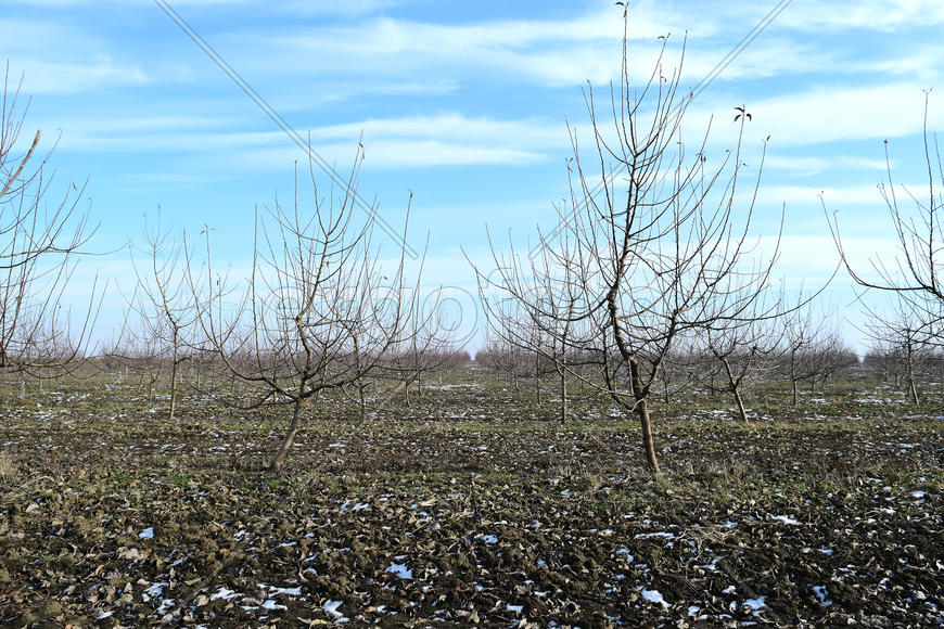 Young apple orchard. Growing and Caring for orchard of apple trees