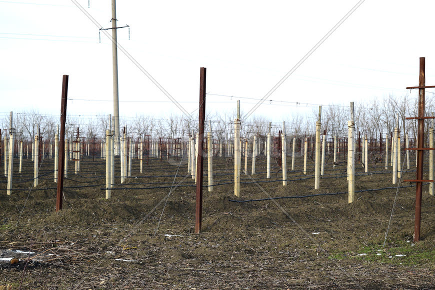 Young vineyard field. Poles and wires for the garter vine