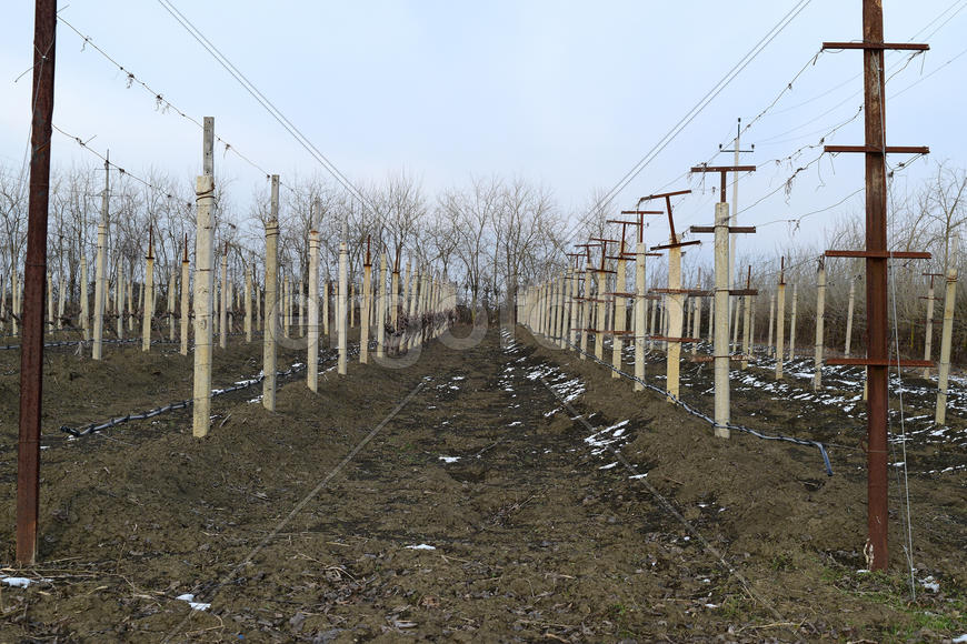 Young vineyard field. Poles and wires for the garter vine