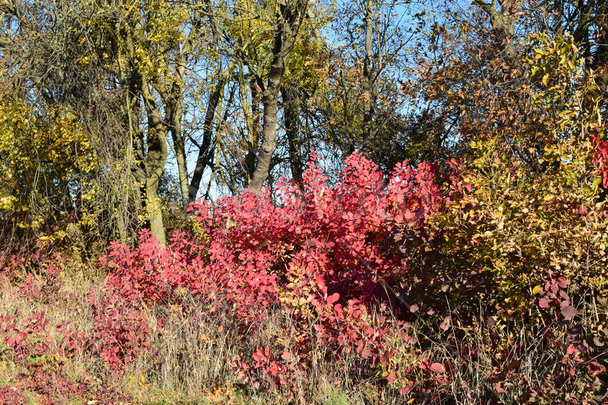 Color of leaves of cotinus coggygria and wild apricot. Trees in a forest belt in the fall