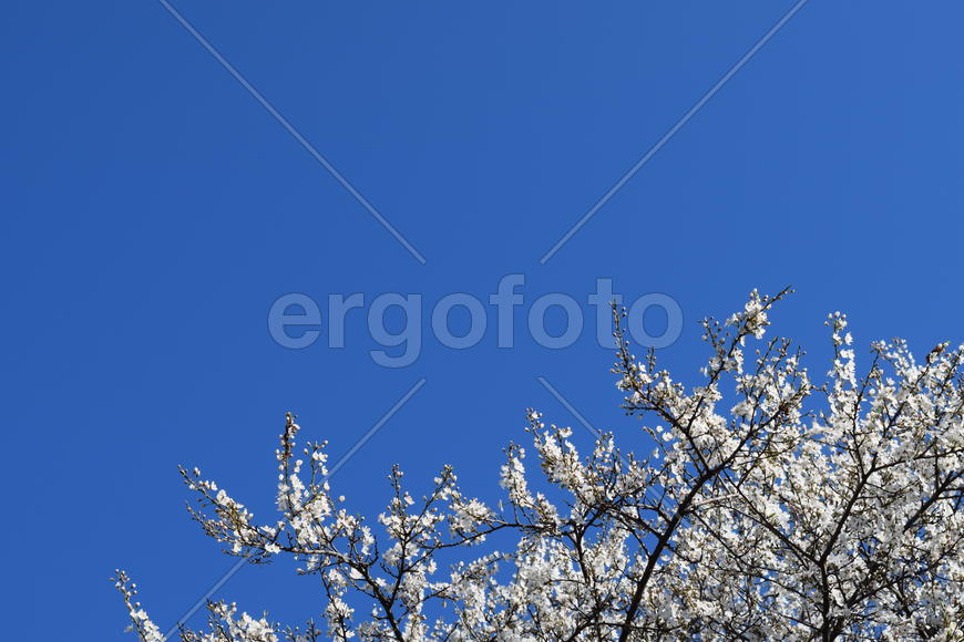 Blossoming of a cherry plum in a spring garden in Kuban, Russia