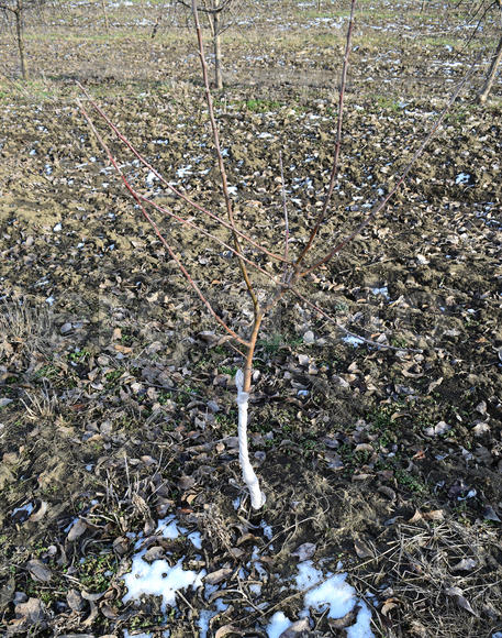 Young apple orchard. Growing and Caring for orchard of apple trees. Young apple tree