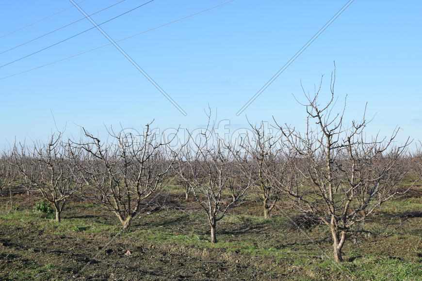 Winter young orchard. A garden from plum after a leaf fall in snowless winter