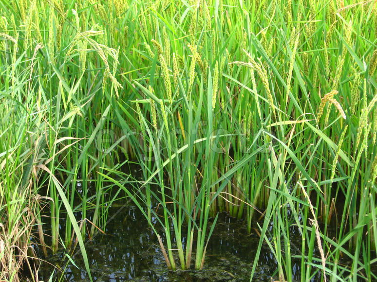 The cultivation of rice in flooded fields. Agriculture