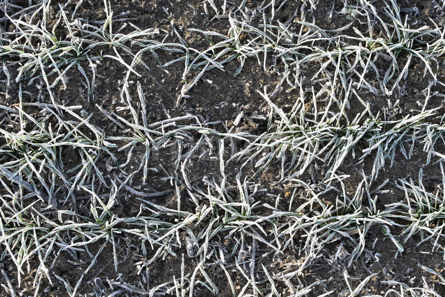 Field of winter wheat. Hoarfrost on foliage of sprouts of wheat