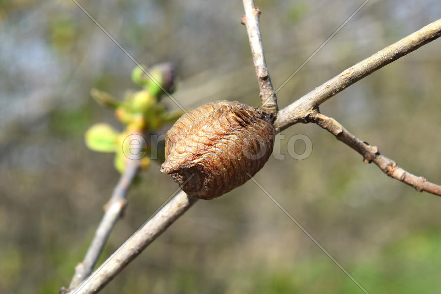Ootheca hierodula transcaucasica on a branch. Pending the winter mantis eggs in a dense cocoon