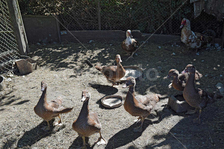 The musky duck. The maintenance of musky ducks in a household