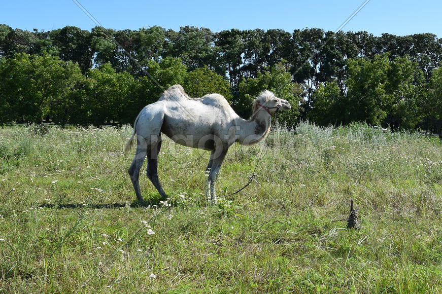 Camel on a pasture. Animals on private farm