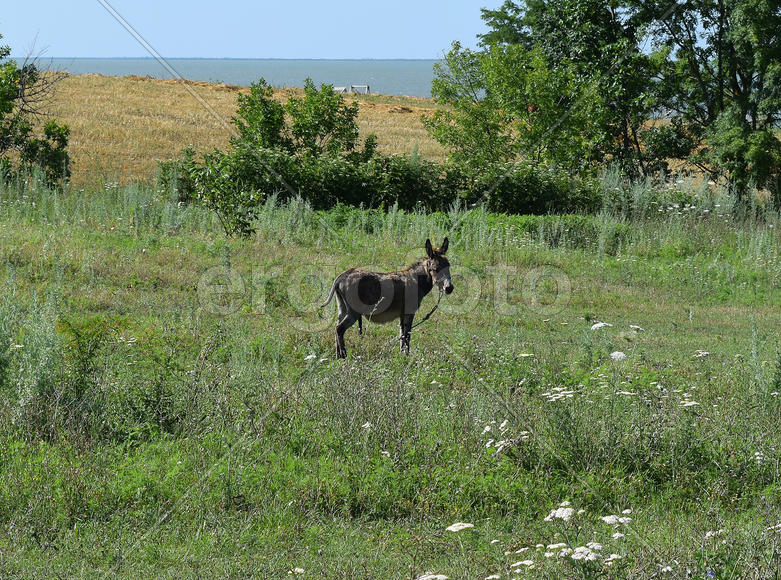 Little burro. The donkey is grazed on a meadow